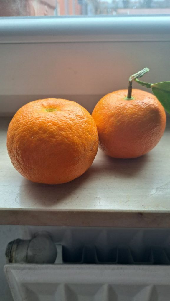 Zwei Pomeranzen aus eigenem Anbau