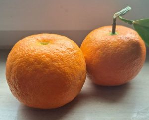 Zwei Pomeranzen aus eigenem Anbau